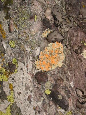 Lecanora rubina