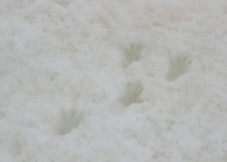 piste de marmotte